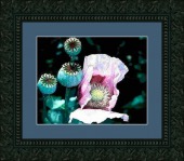 opium framed image healthtips images